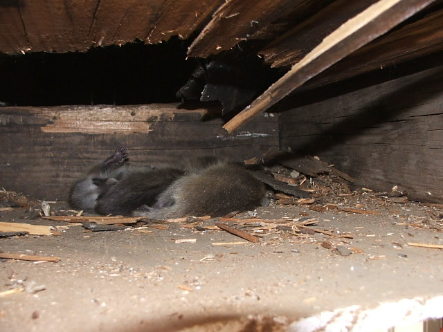 Allstate Animal Control removes dead raccoons, such as these, from crawlspaces, chimneys, walls and attics.